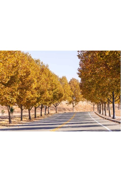 Платан кленолистий